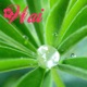 Wai Hawaiian Fresh Water Songs