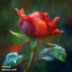 Rosebud Single