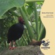 Birds of the Forest Single