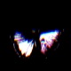 Butterflies Single