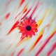 Blossoms Single