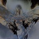 Mocking Bird feat KILL IV Single