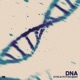 DNA Single