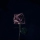 Mental Health Single