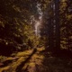 blurred vision Single