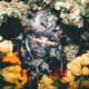 Fjällrave feat Erk Single