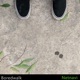Boredwalk Single