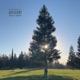 Tree of Life Single