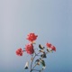 Last Love 5 EP