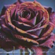 Wildflower Single