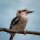 kookaburra Single