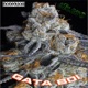 Gelato Kodak Remix Single