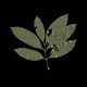 Serenity EP