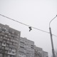 Кроссы Single