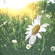 Morning Glory Single