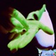 Tree Forts Angry Apple Remix Single