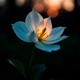 MOONFLOWER EP