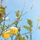 Lemon Single