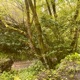 A Forest Like This EP