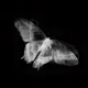 Tatuagem da Borboleta Single