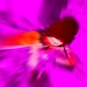 816