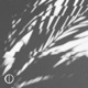 Palmetto Single