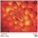 in full bloom Single