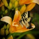 Sugar Bug Single
