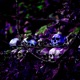 Da Gjungle Single