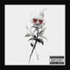 Tulips Single