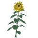 Music to Watch Seeds Grow by 007 Brian D souza Sunflowers