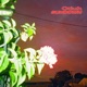 Sundown Single