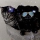Kitty Tuesday Single