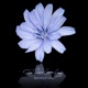 Without You Piano Version feat Rasmus H Thomsen Single
