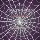 SPYDERWEB Single