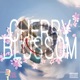 Cherry Blossom feat Eze Jackson Greenspan Single