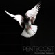 Pentecost Single