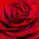 Roses Single