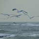 Sea of Tranquility Nature Version feat Pax Natura Single