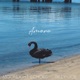 Amore Single