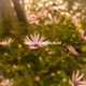 The Summer Album