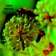 Nectar Single