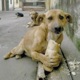 HAVLAMAYAN KÖPEK Single