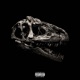 RIP DINOSAURE 1ER Single