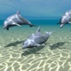 Sonic Dolphin Single
