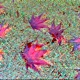 Pathways II Single