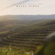 Quiet Vines Single