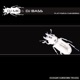 Platycerus Caraboides EP