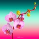 Blossom EP