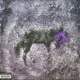 A Beautiful Death 4d Below Edition